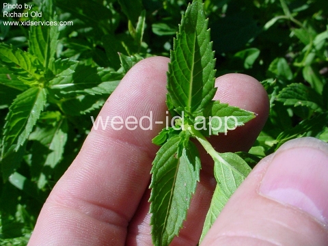 spearmint